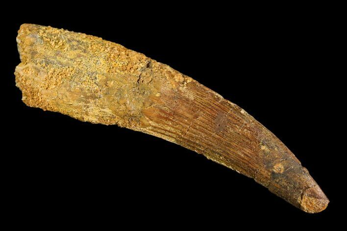 Spinosaurus Tooth - Real Dinosaur Tooth #107747